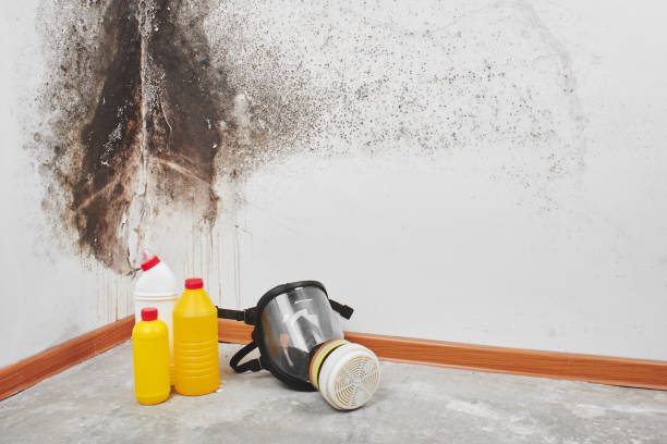 Best Emergency Mold Remediation  in Dimmitt, TX