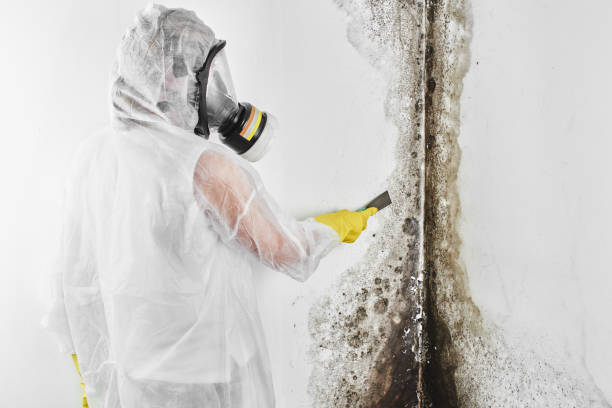 Best Mold Odor Removal Services  in Dimmitt, TX