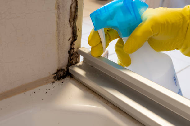 Best Attic Mold Removal  in Dimmitt, TX